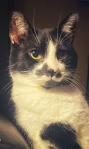 Name Cat Franklin