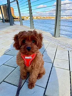 Name Dog Chelsea
