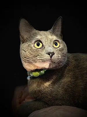 Name Cat Kitkat