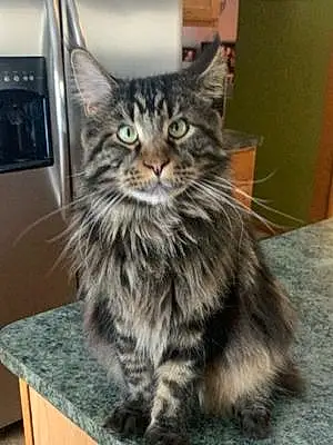 Name Maine Coon Cat Chief