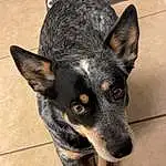 Dog, Eyes, Carnivore, Dog breed, Companion dog, Ear, Whiskers, Working Animal, Canidae, Furry friends, Paw, Texas Heeler, Working Dog, Puppy, Guard Dog