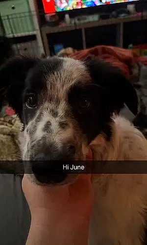Name Border Collie Dog June