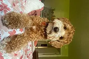 Name Goldendoodle Dog Darla