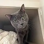 Cat, Carnivore, Grey, Felidae, Whiskers, Small To Medium-sized Cats, Tail, Snout, Domestic Short-haired Cat, Furry friends, Paw, Black cats, Cat Supply, Terrestrial Animal, Claw