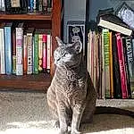 Bookcase, Shelf, Table, Book, Shelving, Publication, Grey, Art, Wood, Window, Felidae, Cat, Small To Medium-sized Cats, Room, Visual Arts, Statue, Sculpture, Tail, Collection, Furry friends