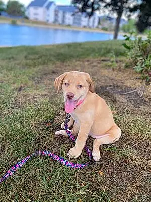 Name Labrador Retriever Dog Joy