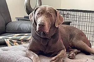 Name Labrador Retriever Dog Finnley