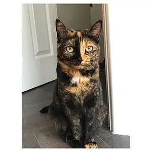 Name Cat Keira