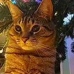 Cat, Christmas Tree, Carnivore, Felidae, Tree, Fawn, Small To Medium-sized Cats, Whiskers, Plant, Wood, Tail, Event, Domestic Short-haired Cat, Furry friends, Conifer, Terrestrial Animal, Holiday, Christmas Ornament, Grass, Interior Design
