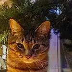Cat, Christmas Tree, Eyes, Felidae, Small To Medium-sized Cats, Carnivore, Whiskers, Fawn, Plant, Tree, Snout, Tail, Terrestrial Animal, Furry friends, Domestic Short-haired Cat, Wood, Event, Conifer, Paw