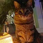 Cat, Plant, Christmas Tree, Carnivore, Felidae, Fawn, Wood, Tree, Whiskers, Small To Medium-sized Cats, Snout, Tail, Furry friends, Domestic Short-haired Cat, Event, Paw, Terrestrial Animal, Conifer, Holiday, Grass