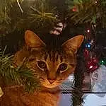 Christmas Tree, Cat, Plant, Light, Christmas Ornament, Carnivore, Felidae, Small To Medium-sized Cats, Whiskers, Fawn, Christmas Decoration, Holiday Ornament, Ornament, Event, Tree, Holiday, Christmas, Conifer, Wood, Domestic Short-haired Cat