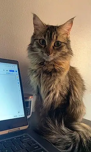 Name Maine Coon Cat Diva