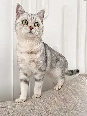 Name British Shorthair Cat Emi