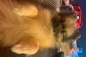 Name Pomeranian Dog Betsy