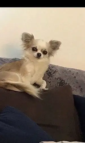 Name Chihuahua Dog Doris