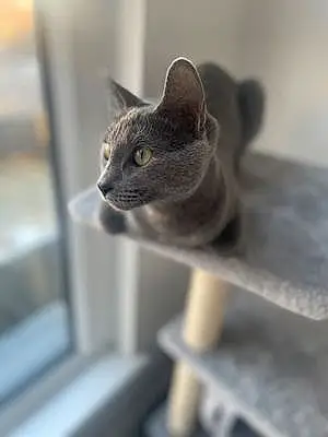 Name Russian Blue Cat Chanel