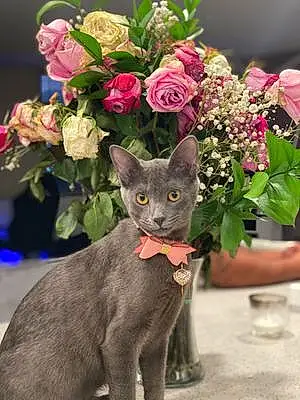 Name Russian Blue Cat Chi