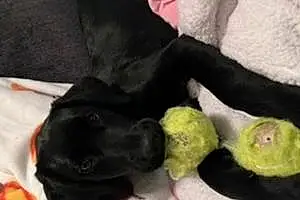 Name Labrador Retriever Dog Evie