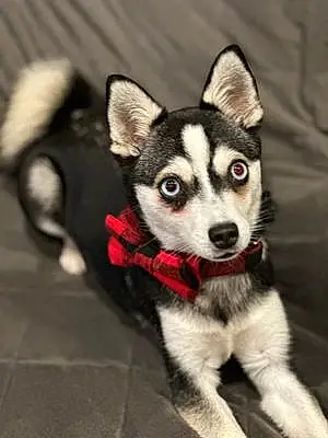 Name Alaskan Klee Kai Dog Eva