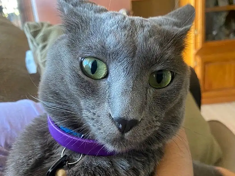 Cat, Carnivore, Felidae, Grey, Russian blue, Whiskers, Ear, Small To Medium-sized Cats, Window, Snout, Domestic Short-haired Cat, Electric Blue, Furry friends, Comfort, Terrestrial Animal, Pet Supply, Cat Supply