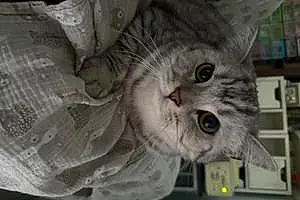 Scottish Fold Cat Rigby