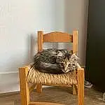 Felidae, Wood, Carnivore, Small To Medium-sized Cats, Interior Design, Cat, Whiskers, Cat Supply, Comfort, Hardwood, Pet Supply, Tail, Outdoor Furniture, Terrestrial Animal, Armrest, Furry friends, Wood Stain, Wicker
