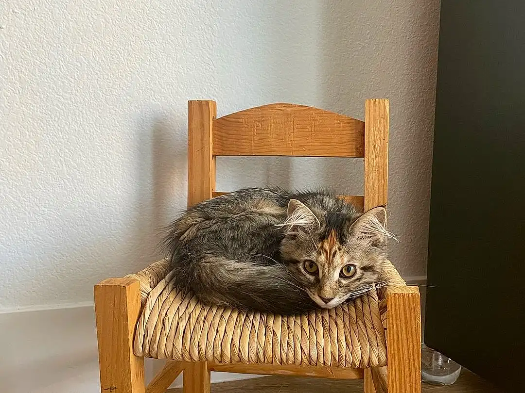 Felidae, Wood, Carnivore, Small To Medium-sized Cats, Interior Design, Cat, Whiskers, Cat Supply, Comfort, Hardwood, Pet Supply, Tail, Outdoor Furniture, Terrestrial Animal, Armrest, Furry friends, Wood Stain, Wicker