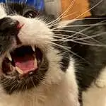 Cat, Felidae, Carnivore, Fang, Jaw, Small To Medium-sized Cats, Tongue, Whiskers, Yawn, Snout, Roar, Furry friends, Domestic Short-haired Cat, Collar, Paw, Shout, Claw, Terrestrial Animal, Moustache