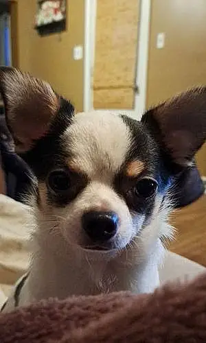Name Chihuahua Dog Benson