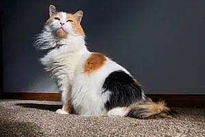 Name Turkish Angora Cat Isabella
