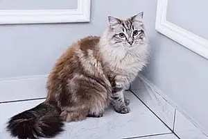 Name Ragdoll Cat Indi