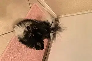 Name Pomeranian Dog Koko