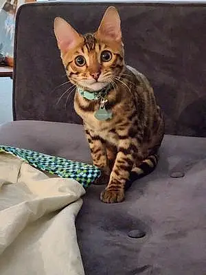Name Bengal Cat Flynn
