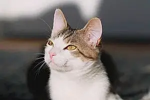Name American Shorthair Cat Adam
