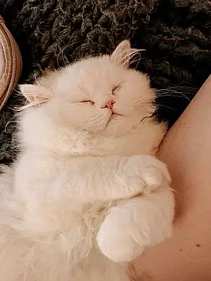 Name Persian Cat Hemingway