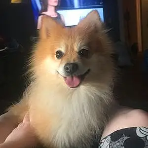 Name Pomeranian Dog Jacob
