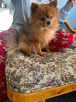 Name Pomeranian Dog Kooper