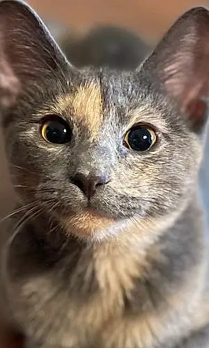 Name  Other Cat Iris