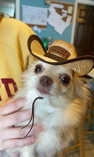 Name Chihuahua Dog Cece