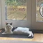 Cat, Window, Wood, Fixture, Grey, Carnivore, Felidae, Whiskers, Line, Fawn, Small To Medium-sized Cats, Comfort, Plant, Door, Tail, Hardwood, Shade, Rectangle