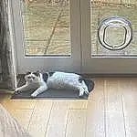 Cat, Window, Felidae, Wood, Carnivore, Small To Medium-sized Cats, Grey, Whiskers, Fawn, Comfort, Companion dog, Hardwood, Dog breed, Tail, Snout, Rectangle, Laminate Flooring, Wood Flooring