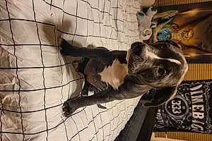 Name American Staffordshire Terrier Dog Calypso
