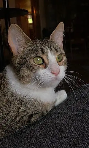 Name American Shorthair Cat Buttercup