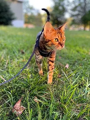 Name Bengal Cat Jagger