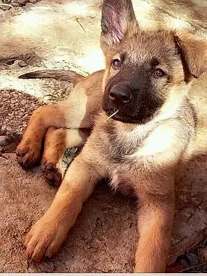 Name German Shepherd Dog Hope