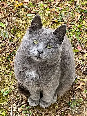 Name Russian Blue Cat Cesar