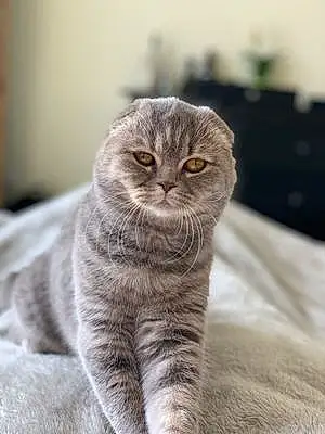 Name Scottish Fold Cat Kiara