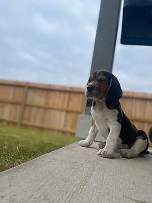 Name Beagle Dog Doug