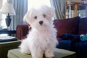 Name Maltese Dog Lacy